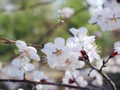 -莫子山公园