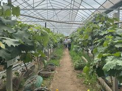 -马陆小张葡萄园农家乐