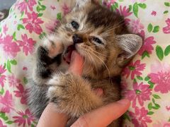 -猫咪派对(江南西店)