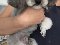 -宠福鑫康馨动物医院·骨科·眼科