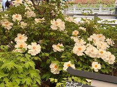 -震九州熟食(凯旋路店)