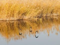 -野鸭湖国家湿地公园