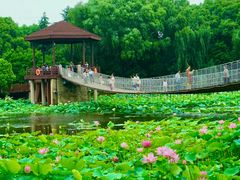 -荷塘月色湿地公园·向阳花洲