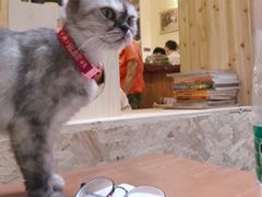 -猫色咖啡·猫咖