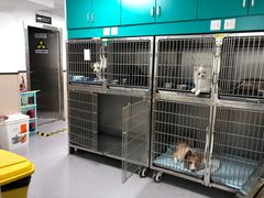 -安安宠医宠物医院·异宠·犬猫内科(岳阳分院)