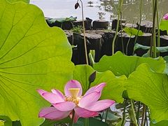 -金山公园