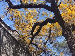 -独音唱片 Indie Music