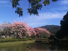 -森波拉奇妙世界