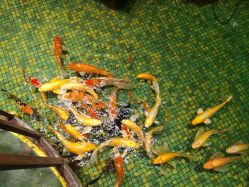 -酷嗒动物文化乐园(cutezoo西溪乐天城店)