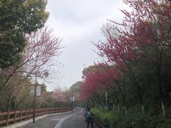 -杭州半山国家森林公园