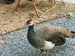 -J Create城市露营咖啡·简餐·宠物(上海动物园店)