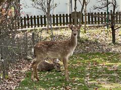 -不觉晓CAMPING(上海迪士尼营地店)