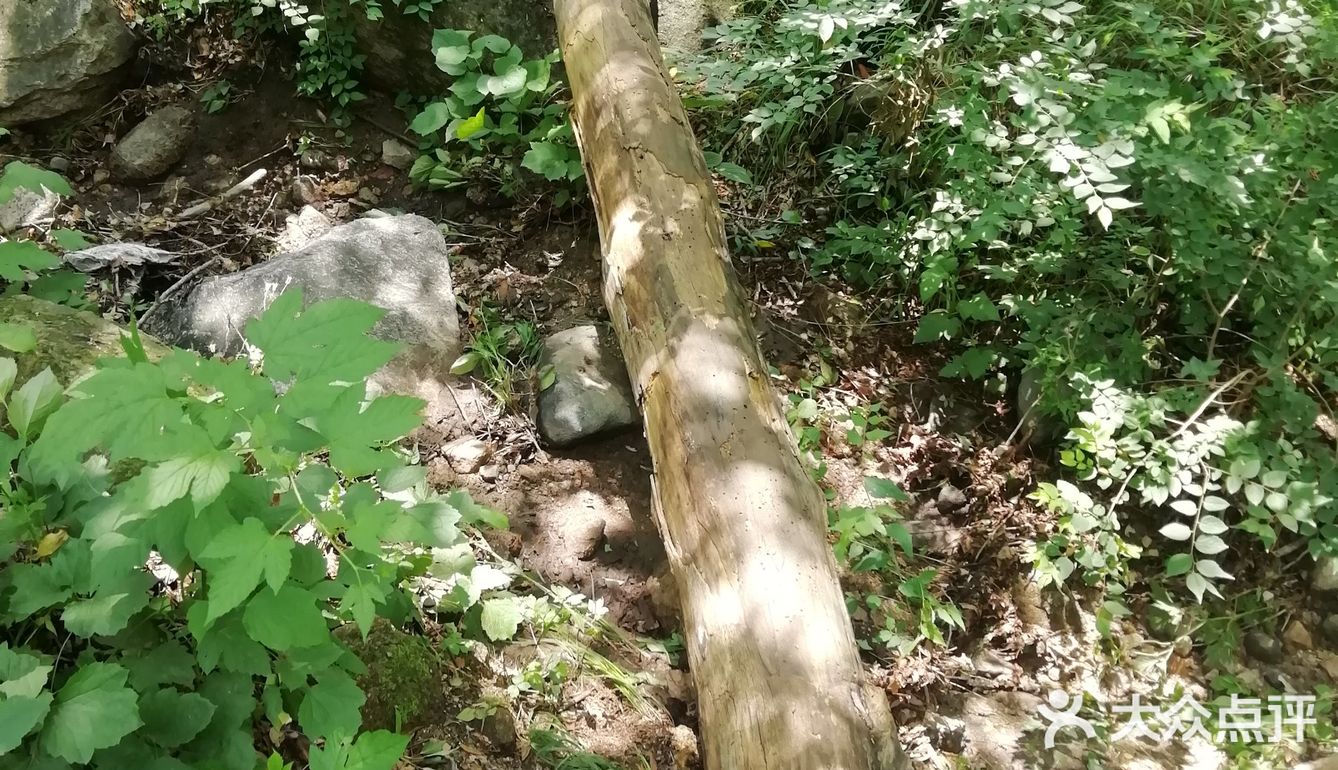 大岭沟猕猴桃谷