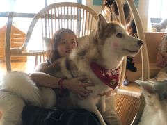-Husky Go! 哈士奇体验馆·宠物咖啡厅狗咖