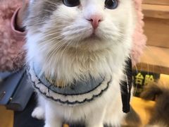 -喵喵咪呀布偶猫咖(春熙路店)