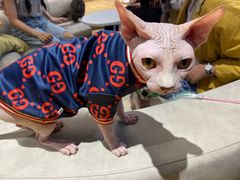 -啵啵喵·猫咖(攀华国际店)