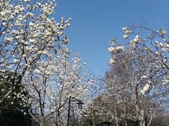 -月湖风景区
