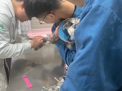 -瑞派名望志远动物医院·猫科·內科·异宠专科(直港大道店)