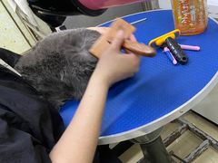 -瑞派动物医院·猫专科·至诚(江南中分院)