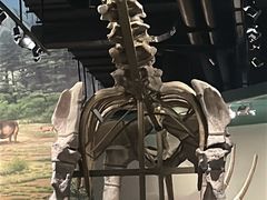 -柳州白莲洞洞穴科学博物馆