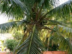 -三亚珠江南田温泉度假区