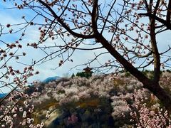 -白水寺森林公园