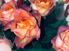 -三圣花乡旅游区