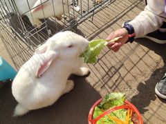 -前小桔亲子创意农场·草莓采摘·露营烧烤