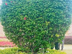 -东莞植物园