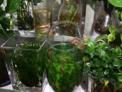 -万商花鸟市场