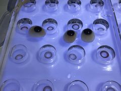 -miomi米欧米隐形眼镜(领展购物广场·中关村店)