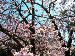 -桃花堤公园