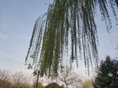 -西安青龙寺遗址景区