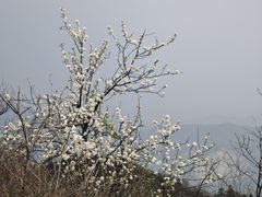 -木兰云雾山