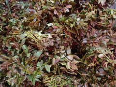 -迪庆藏族自治州博物馆