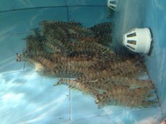 -松兰山海景大酒店·海鲜中餐厅