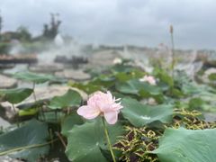 -荷兰花海