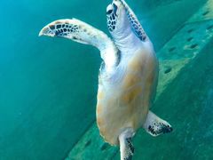 -广东惠东海龟国家级自然保护区