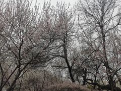 -桃花堤公园