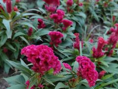 -番禺广场(市桥街道)