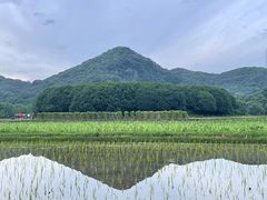 -八卦田遗址公园