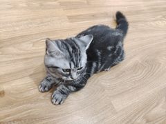 -COLOR PETS 撸猫馆·购猫·猫咖(长风大悦城店)