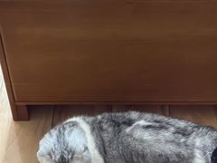 -半岛宠物医院24小时(白果林店)