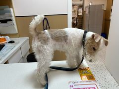 -瑞派康怡24h宠物医院·犬猫医疗中心·微创绝育(瑞景分院)