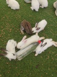 -萌宠亲子动物乐园(槐房万达店)