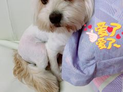 -PETKIT小佩宠物·低压洗护(国顺东路店)