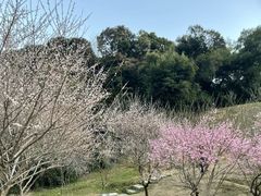 -广州市白云山风景名胜区