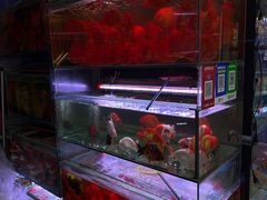-曲阳花鸟市场(曲阳路店)