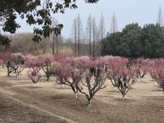 -南湖湿地公园