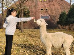 -达蓬山星梦乐园